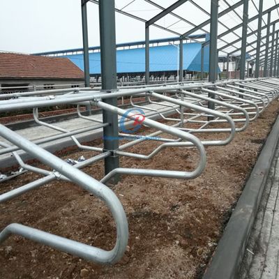 Individuelle Stahlkonstruktion Kuhschuppen Gebäude Vorgefertigte Rinder Milchfarm Metallrahmen Schuppen